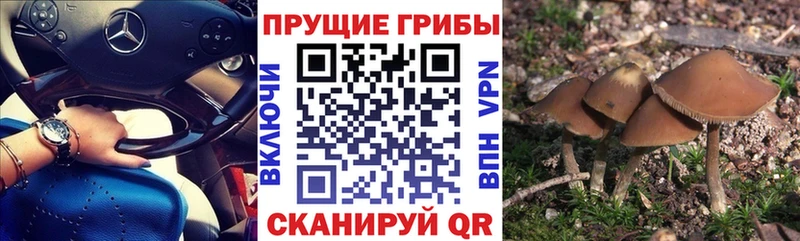 цены наркотик Новороссийск Галлюциногенные грибы GOLDEN TEACHER